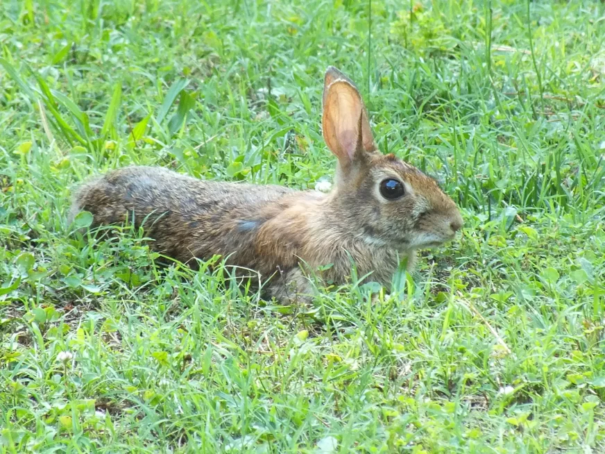 common north american field rabbit