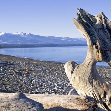 a large driftwood juts upward along a rocky beach in Washington state, in the distance the Olympic mountain range can be seen.
