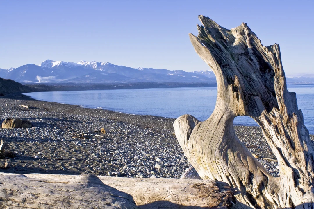 a large driftwood juts upward along a rocky beach in Washington state, in the distance the Olympic mountain range can be seen.